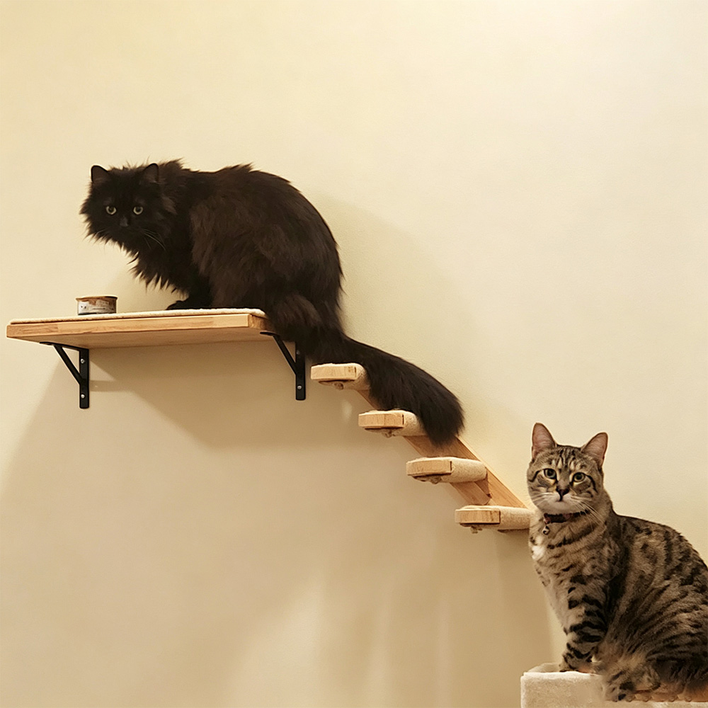 Móveis para Gatos: Ponte Suspe - Furniture Paradise & Hardware Ghaziabad Reviews avaliação e preço